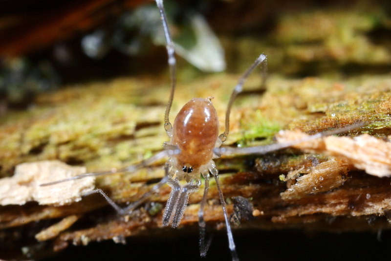 Mitostoma chrysomelas juveniel