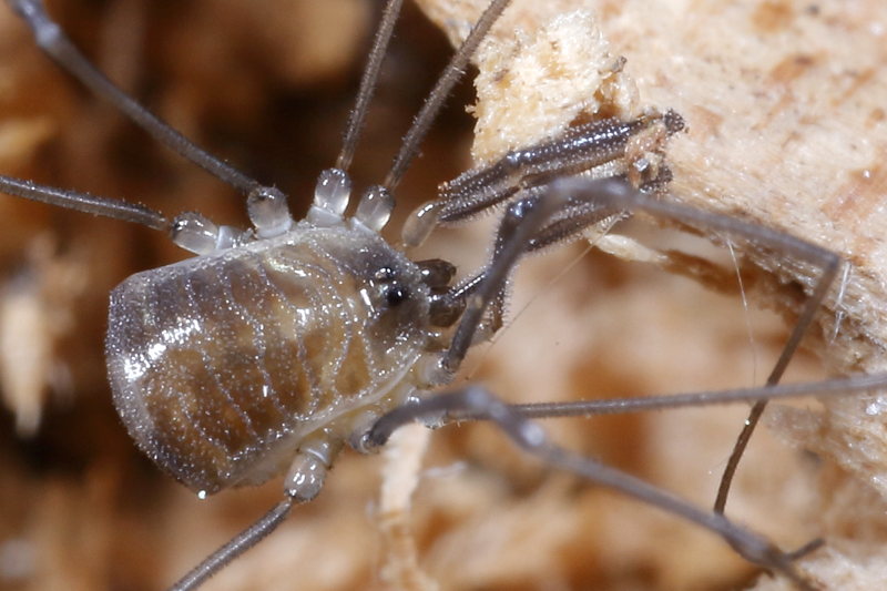 Mitostoma chrysomelas juvenile