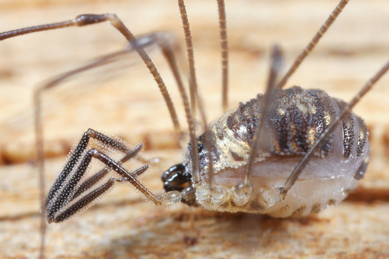 Mitostoma chrysomelas adult