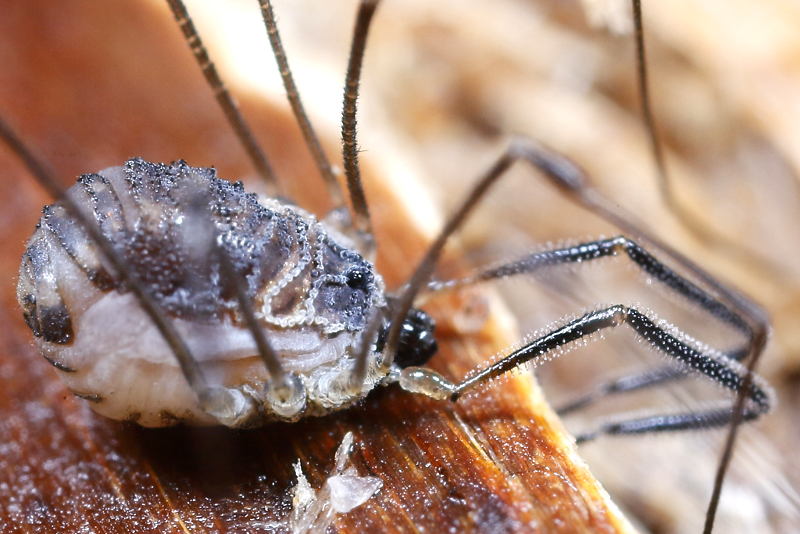 Mitostoma chrysomelas adult