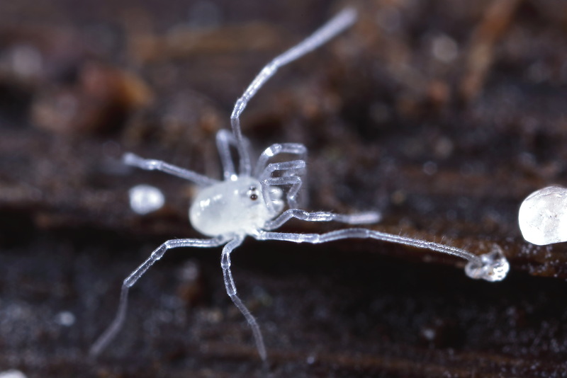 Mitostoma chrysomelas juvenile