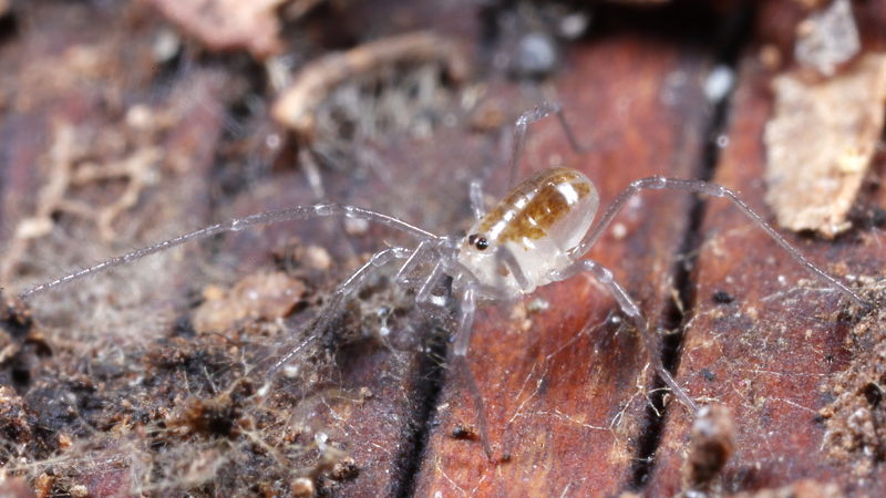 Mitostoma chrysomelas juveniel