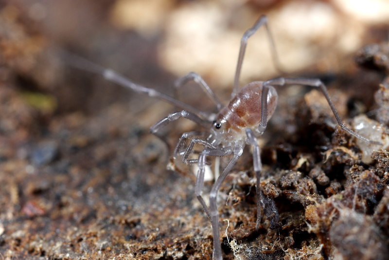 Mitostoma pyraeneum, juveniel