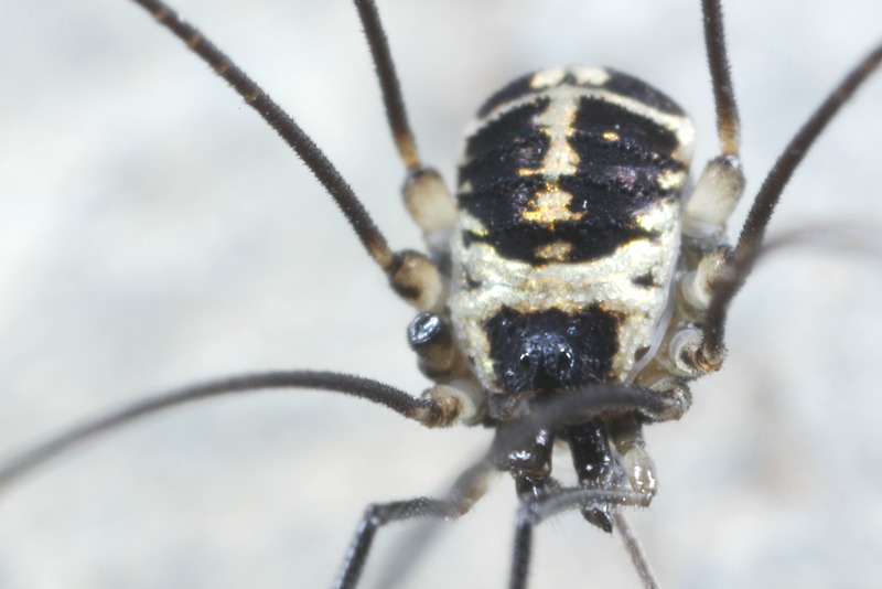 Mitostoma pyraeneum
