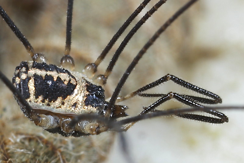 Mitostoma pyraeneum