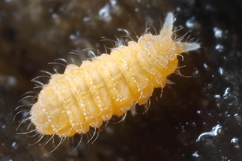 Monobella grassei