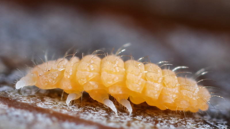 Monobella grassei