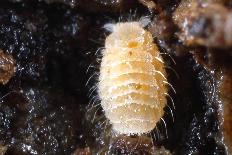 Monobella grassei