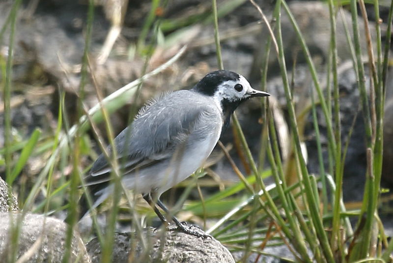 Witte kwikstaart, Motacilla alba