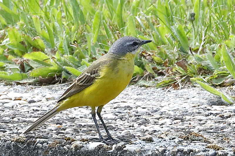 Gele Kwikstaart, Motacilla flava