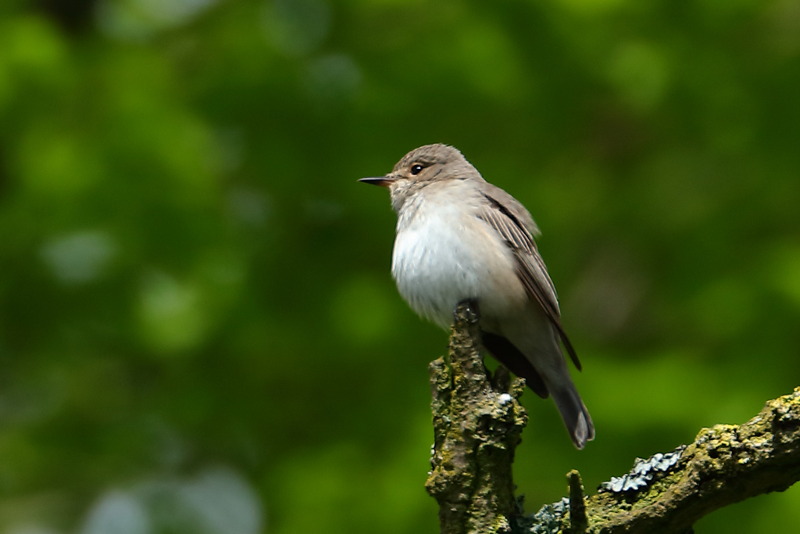 Grauwe Vliegenvanger, Muscicapa striata