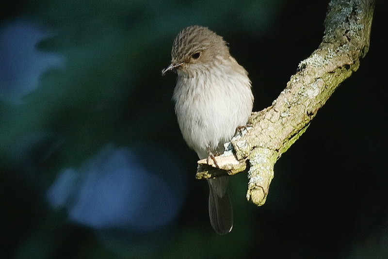 Grauwe Vliegenvanger, Muscicapa striata