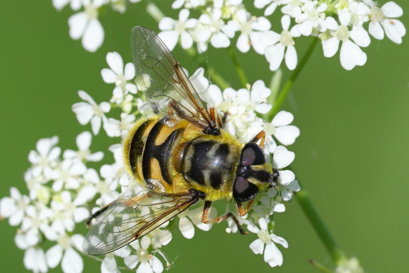 Myathropa florea, Doodskopzweefvlieg ♀