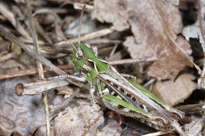 Knopsprietje, Myrmeleotettix maculatus ♀
