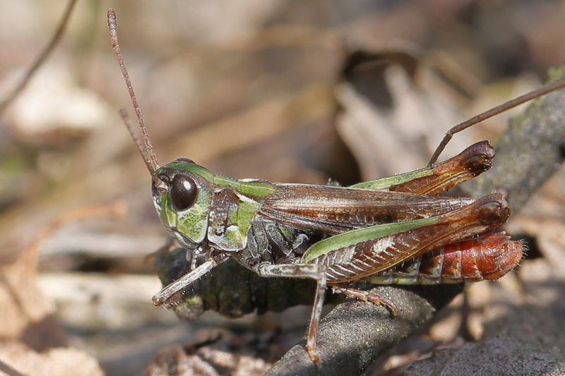 Knopsprietje, Myrmeleotettix maculatus ♂