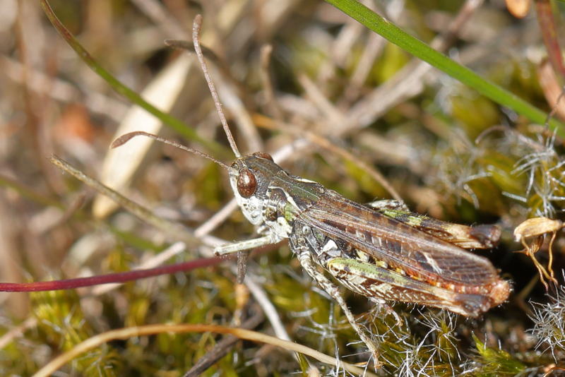 Knopsprietje, Myrmeleotettix maculatus ♂