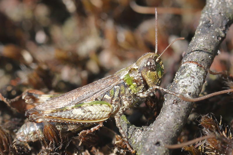 Knopsprietje, Myrmeleotettix maculatus ♀