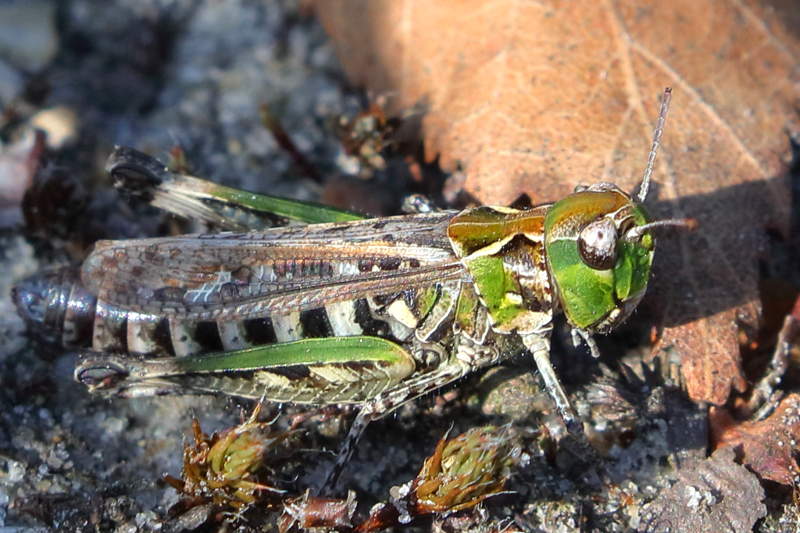 Knopsprietje, Myrmeleotettix maculatus ♀