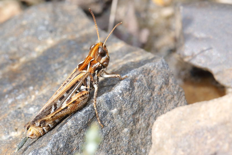 Knopsprietje, Myrmeleotettix maculatus ♀