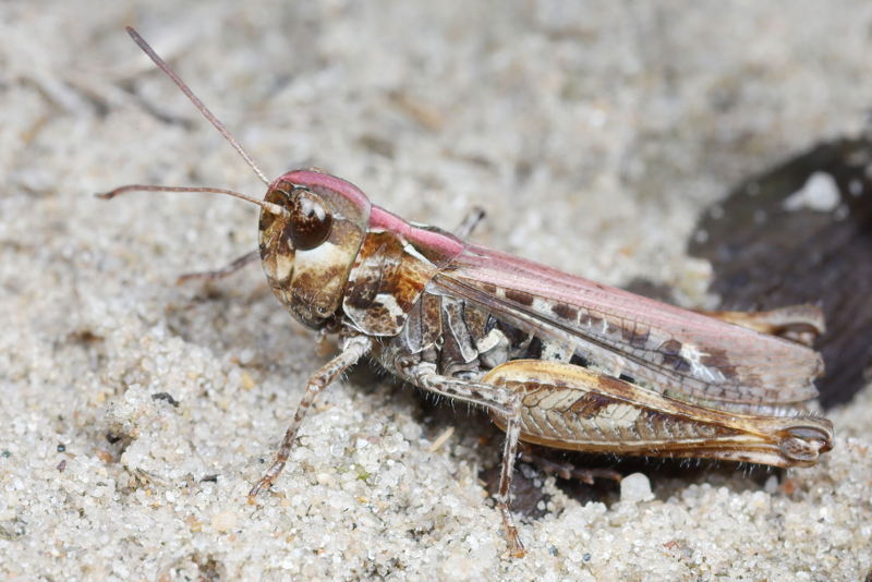Knopsprietje, Myrmeleotettix maculatus ♀