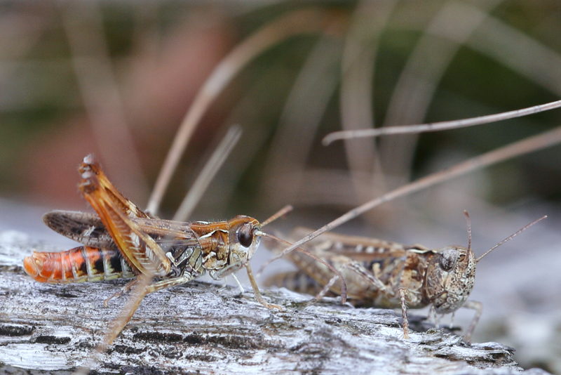 Knopsprietje, Myrmeleotettix maculatus ♂ ♀