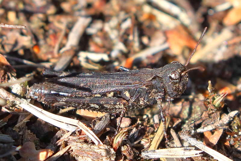 Knopsprietje, Myrmeleotettix maculatus ♀