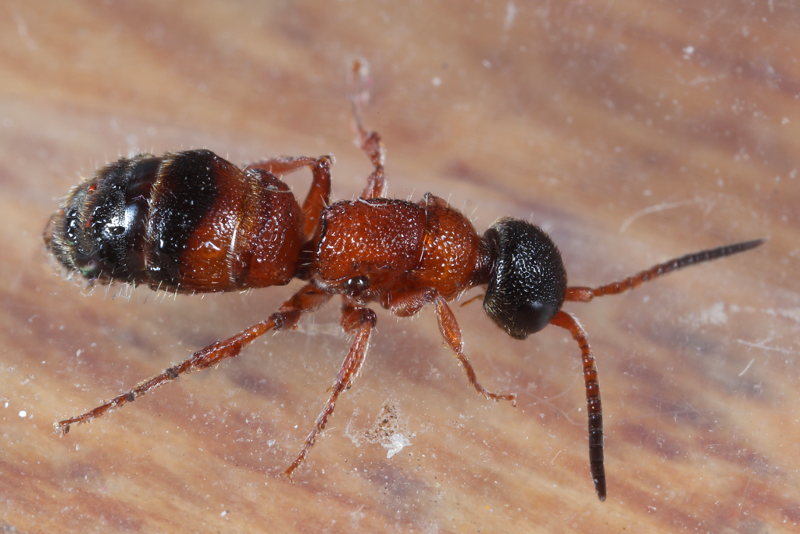 Bruine mierwesp, Myrmosa atra