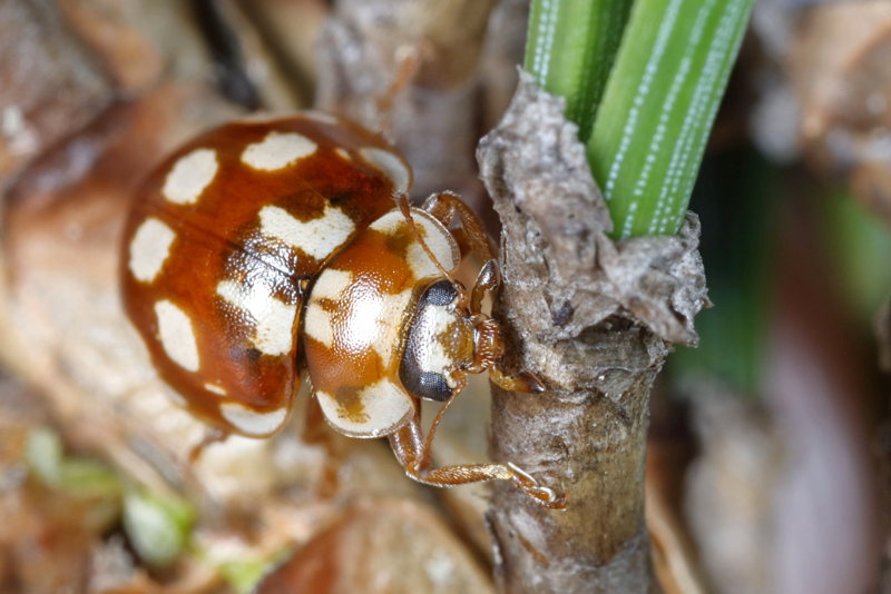 Achttienvleklieveheersbeestje, Myrrha octodecimguttata