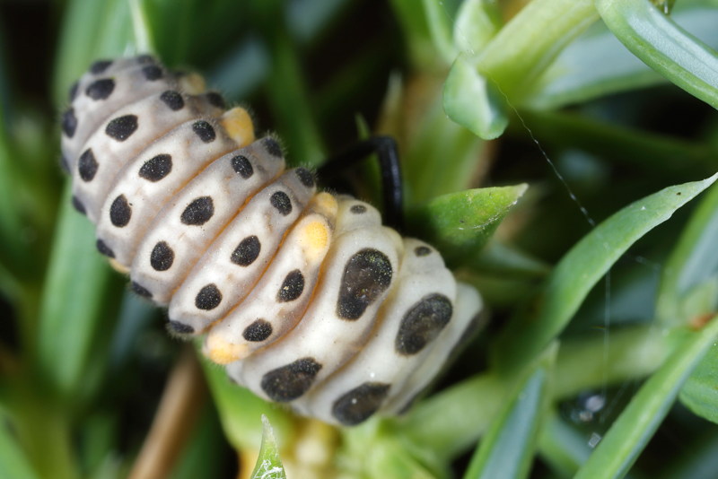 Gestreept lieveheersbeestje, Myzia oblongoguttata, larve