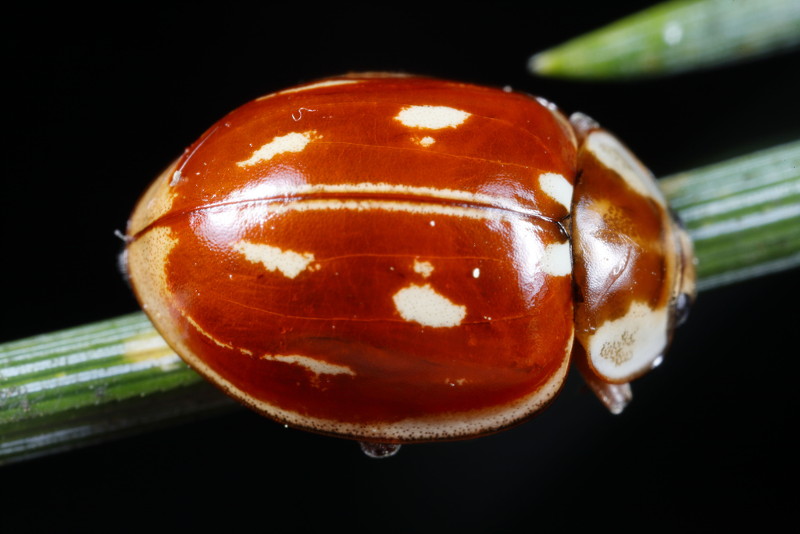 Gestreept lieveheersbeestje, Myzia oblongoguttata