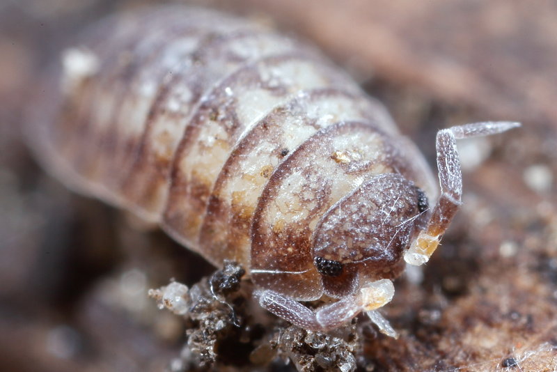 Woodlouse, Nagurus cristatus