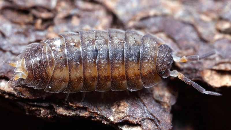 Woodlouse, Nagurus cristatus