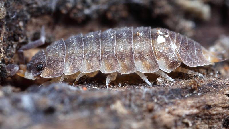 Woodlouse, Nagurus cristatus