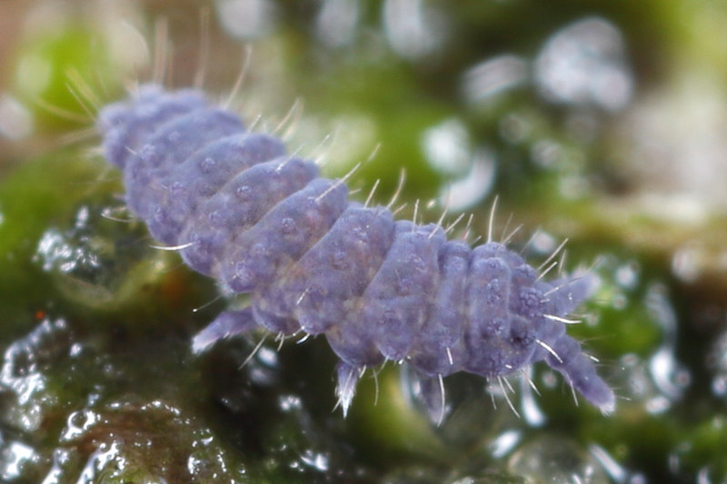 Neanura muscorum