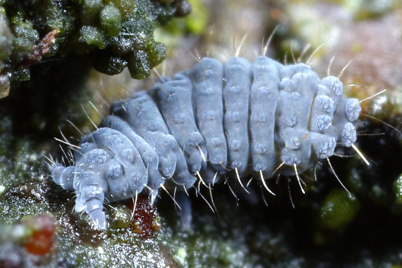 Neanura muscorum