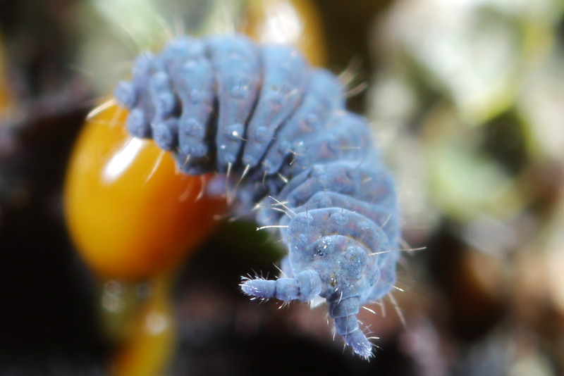 Neanura muscorum