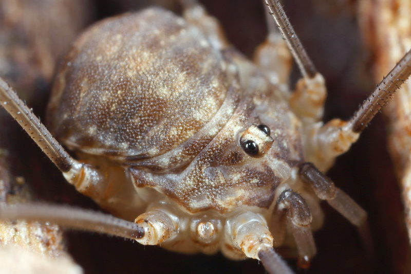 Nelima doriae