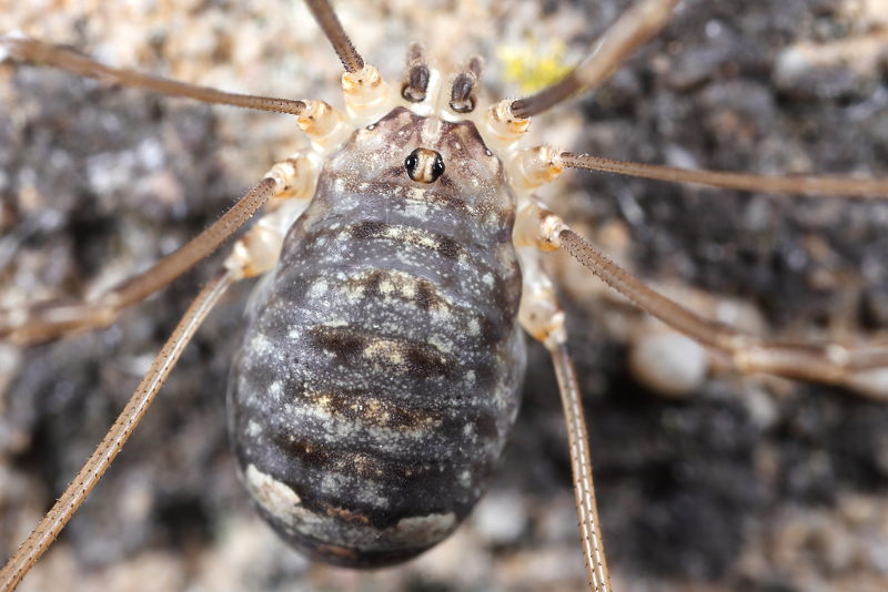 Nelima doriae