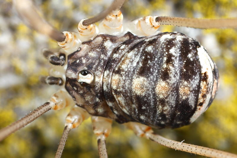 Nelima doriae
