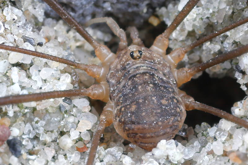 Nelima gothica