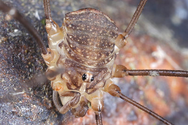 Nelima sempronii, ♂