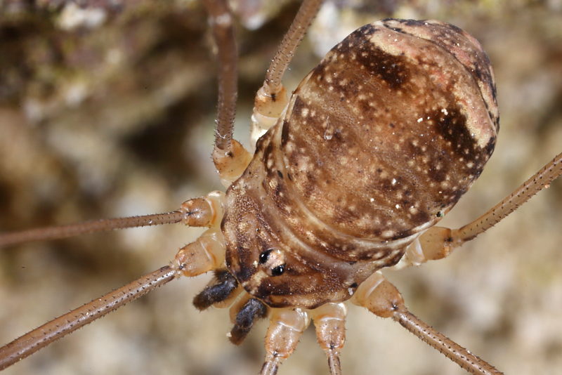 Nelima sempronii, ♀