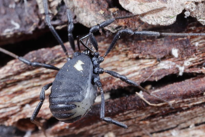 Nemastoma bimaculatum