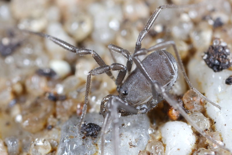 Nemastoma dentigerum, net verveld