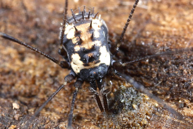 Nemastomella bacillifera