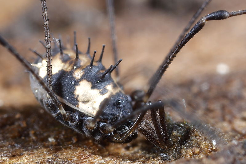Nemastomella bacillifera