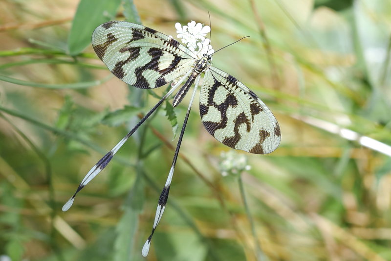 Dwarsbandwimpelstaart, Nemoptera sinuata