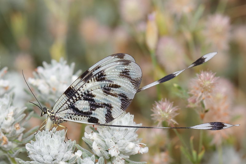Dwarsbandwimpelstaart, Nemoptera sinuata