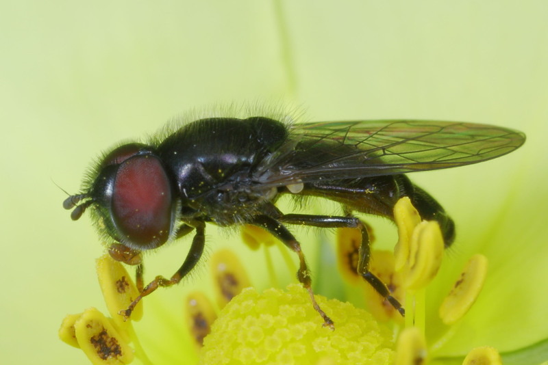 Neocnemodon latitarsis, Bokspootplatbek ♀