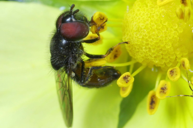 Neocnemodon latitarsis, Bokspootplatbek ♀